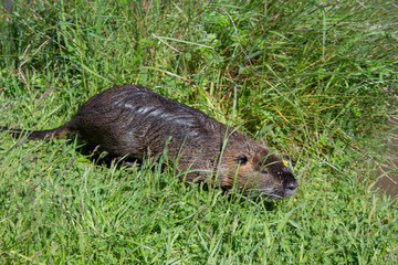 Full body of aduld nutria on the green pond meadow
