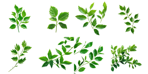 Assorted green leaves with varying shapes and sizes isolated on transparent background arranged in a flat lay composition suitable for use in design or botanical illustrations.
