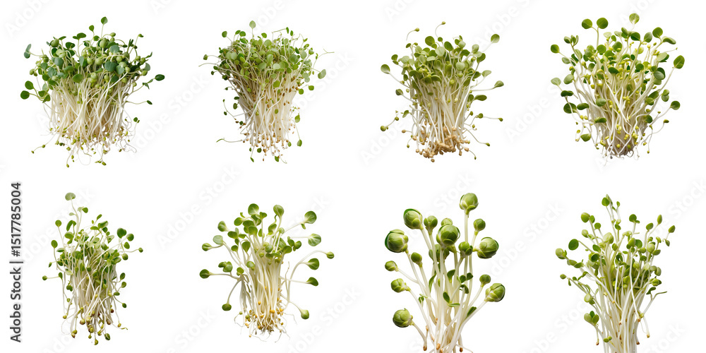 Poster various close-up sprouts with roots on transparent background isolated showing different growth stag