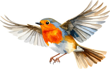 Fototapeta premium Image of beautiful red robin with colorful feathers and small beak on white background. 