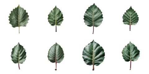 Nine distinct fig leaves arranged in a grid format on a transparent background showcasing the unique shapes and textures of each leaf with clear details and color variations.