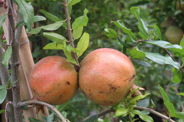 Pomegranate on plant in farm for harvest