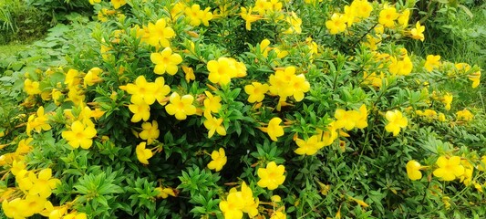 Vibrant Yellow Flowers Blooming in Lush Greenery A Stunning Natural Display