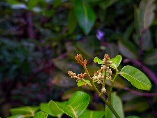 Obraz premium Vibrant Green Leaves and Delicate Buds A Close-Up Botanical Image
