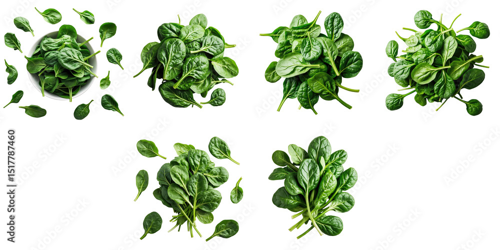 Poster various arrangements of fresh green spinach leaves displayed on a transparent background featuring w