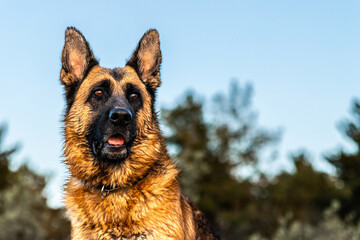 German shepherd dog enjoying summer holidays in nature