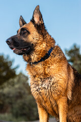 German shepherd dog enjoying summer holidays outdoors