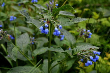 Garden flower Symphytum caucasicum close-up