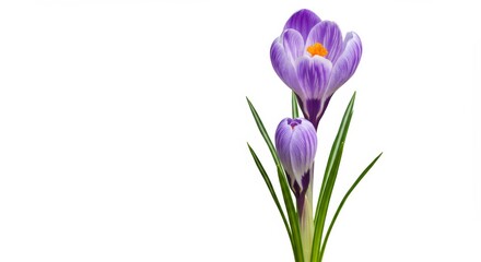 Fototapeta premium Striking purple crocus flowers in full bloom, isolated on a bright backdrop
