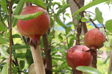 Pomegranate on plant in farm for harvest