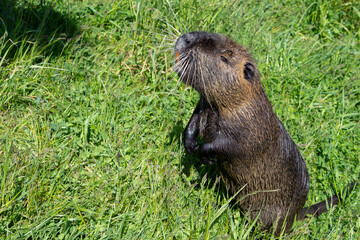 A nutria is standing on its hind legs on a green meadow of a pond. A wet nutria climbed out of the water.