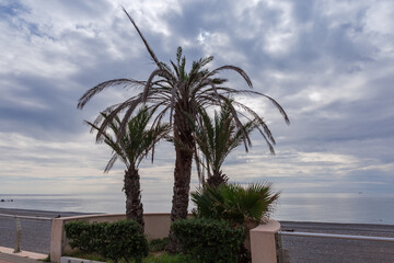 Ornamental date palms growing on an embankment against the sea
