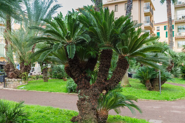 Mediterranean dwarf palm growing in public garden in overcast day