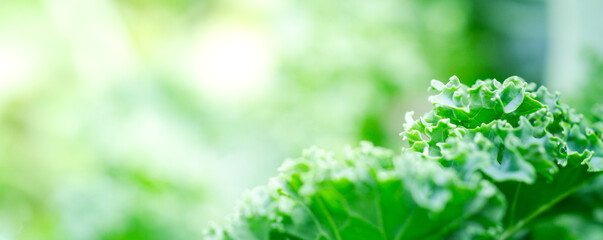 Beautiful details of nature in garden,water drop,Natural green leaves,Kale leaves,cover page ,cover space,copy space,green leaf in garden,environment ecology