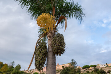 Top of date palm with flowers and unripe fruits clusters