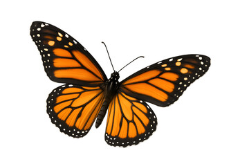 Obraz premium Monarch Butterfly photo
