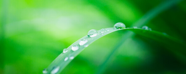 Beautiful details of nature,water drop, Natural green leaves,cover page ,cover space,copy space,green leaf in garden,environment ecology