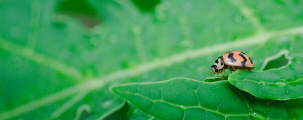 Macro closeup of a red ladybird on a green leaf with a butterfly, both summer garden insects
