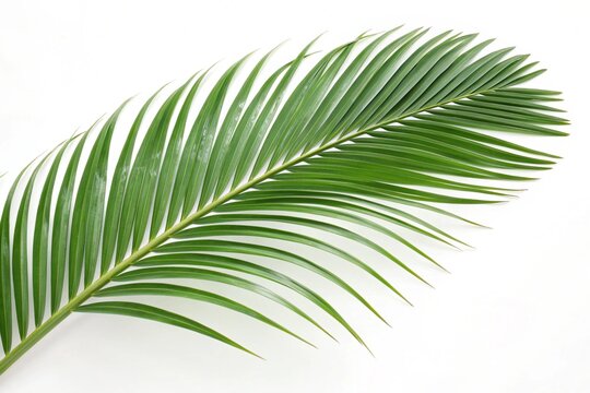 Single lush green palm frond isolated on white background