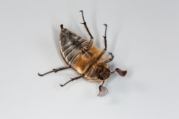 Adult European chafer lies on his back on gray background