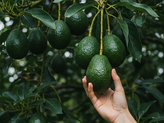 Fresh avocados hanging on a lush tree, with a hand picking a ripe fruit. A perfect scene of organic farming, harvest, and nature’s bounty. Ideal for agriculture and healthy food concepts.