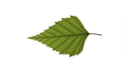 Fototapeta premium Green Leaf Detailed Structure Isolated on White Background for Botanical Use