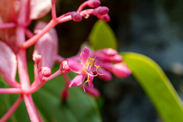 Close-up photo of pink Medinilla magnifica flowers in bloom