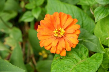 Zinnia elegans, commonly known as Mexican zinnia