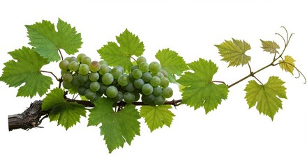 Clusters of fresh green grapes with vine leaves on a pristine white surface