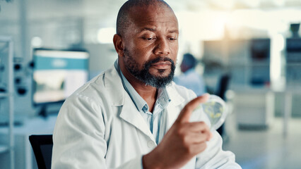 Fototapeta premium Petri dish, leaf and study with black man in laboratory for gene function, biology and medical sample. GMO editing, pharmacy innovation and cell regeneration with person for science and research