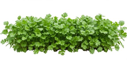 Obraz premium Vibrant green cilantro herb bush isolated against a white background