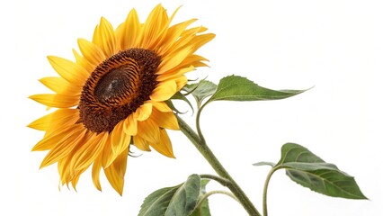 Close up of a vibrant sunflower against a white background