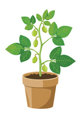 Young Bean Plant in Terracotta Pot