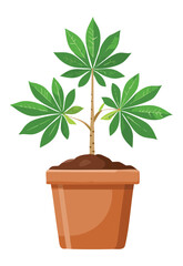 Cassava Plant in Terracotta Pot with Soil