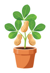 Peanut Plant with Pods in Pot