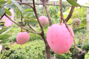 mango on tree in farm for sell