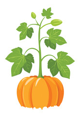 Pumpkin Plant with Fruit on Soil