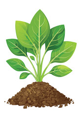 Fresh Vegetable Plant Natural Growth