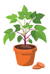 Bushy Green Plant in Terracotta Pot