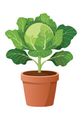 Green Cabbage Plant in Terracotta Pot