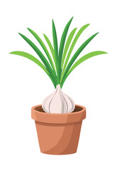 Growing Garlic Plant with Green Leaves