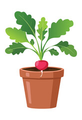 Radish Plant Growing in Clay Pot