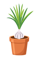 Garlic Clove Sprouting in Pot