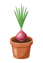 Red Onion Sprouting in Clay Pot