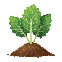 Kale or Collard Green Plant