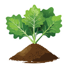 Lush Green Leafy Vegetable Plant