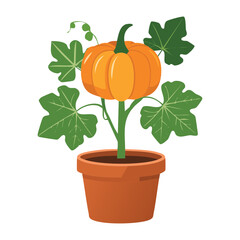 Young Pumpkin Plant in a Pot