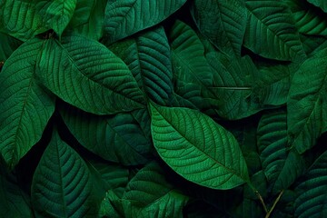 Fototapeta premium Dark Green Lush Leaves Texture Background