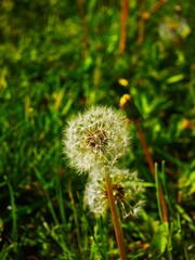 dandelion in the grass