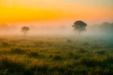 Fototapeta premium Trees peeking through dense fog in a tranquil field.